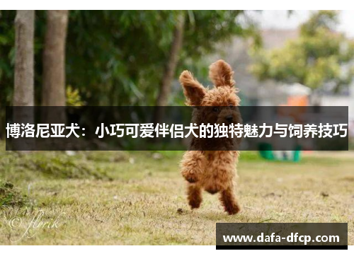 博洛尼亚犬:小巧可爱伴侣犬的独特魅力与饲养技巧